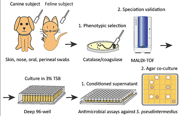 Low-Res_cat-bacteria-graphic.jpg.png