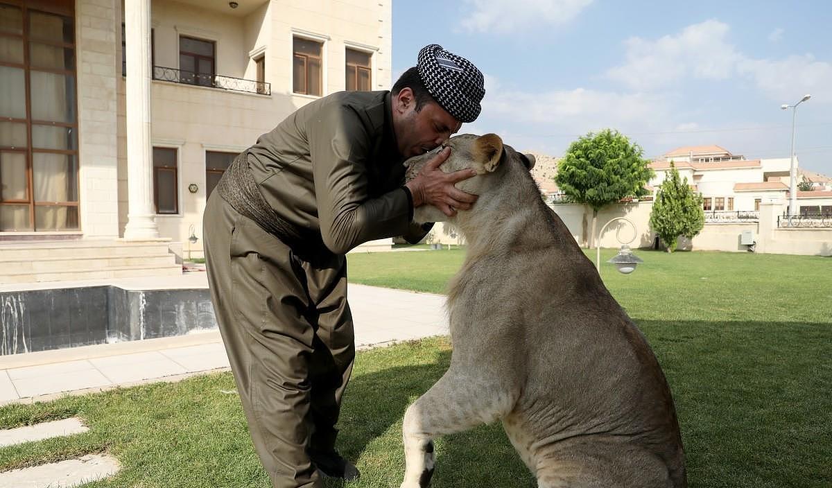伊拉克男子养狮子做宠物，同吃同住，“森林之王”还会撒娇 - 2