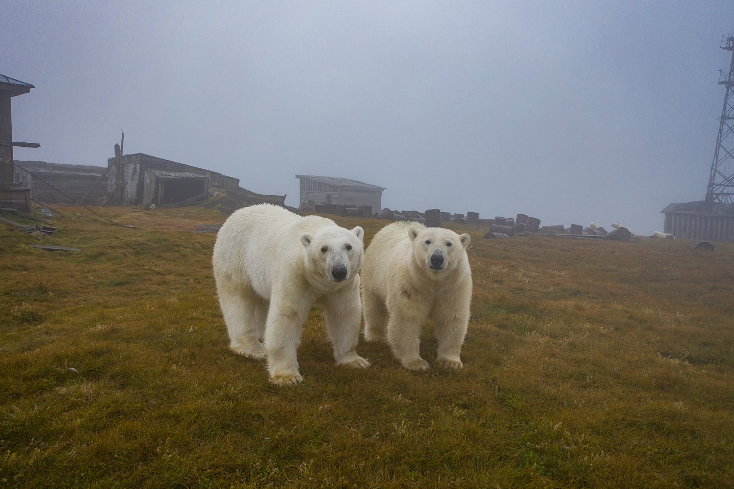 [组图]北极熊占领了废弃岛屿并搬进了空房子里 - 5