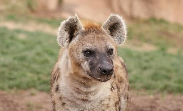 非洲草原的斑鬣狗真有那么讨厌吗？其实我们对鬣狗存在太多的误解 - 1