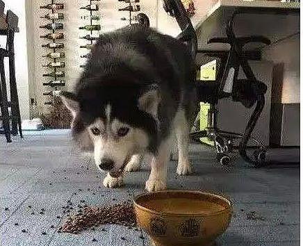 给狗子喂食看到碗里有虫，主人拿过碗想弄走虫，没想到狗露出尖牙 - 2