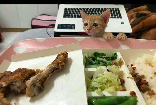 主人正在吃饭, 小猫双爪扒着桌子, 眼睛盯着鸡腿看, 望眼欲穿呀! - 1