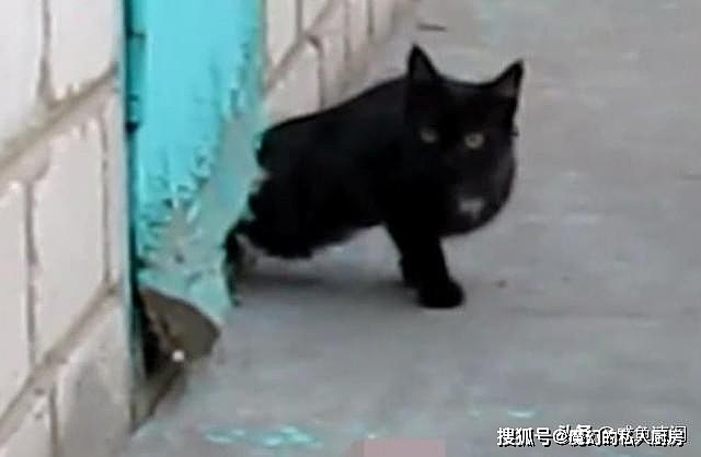 黑猫蹲在墙边不走，主人疑惑等待观察，发现了两货的秘密基地 - 5