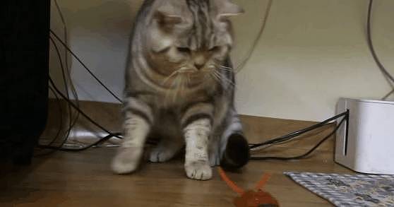 当猫咪见到“巨型玩具蜈蚣”的时候，喵星人：吃野味咯 - 7