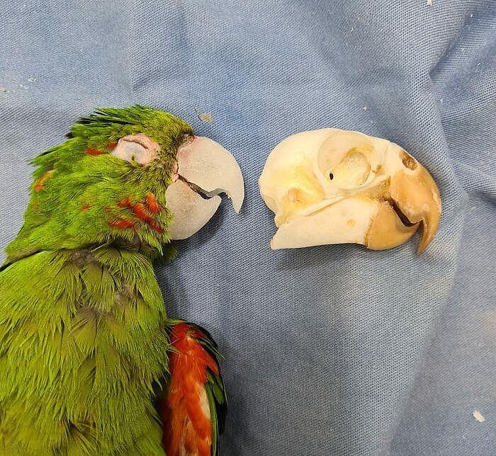 拯救鹦鹉！巴西一只鹦鹉的喙严重受损，装上人工喙后可以吃米糊 - 13