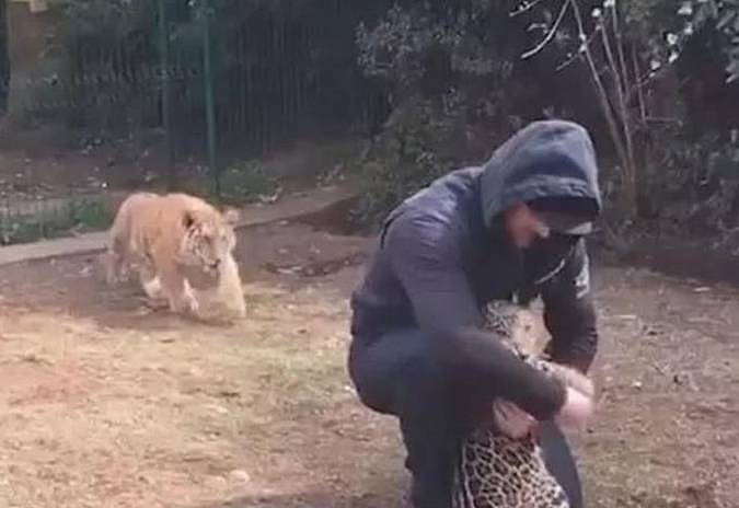 饲养员只顾着摸豹子，忽略了老虎，它竟然会醋意大发！太萌了！ - 3