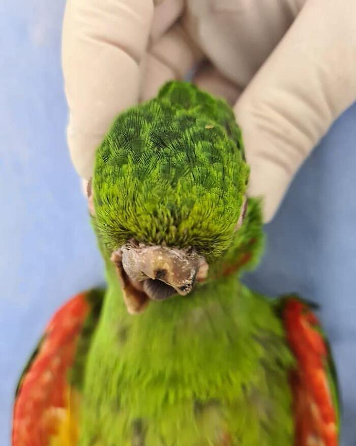 拯救鹦鹉！巴西一只鹦鹉的喙严重受损，装上人工喙后可以吃米糊 - 3