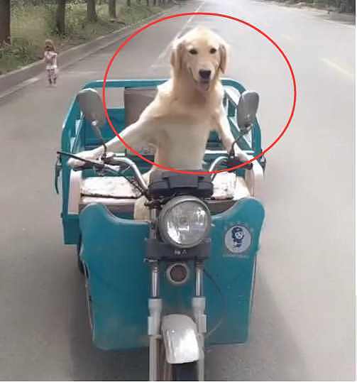 农村男子养了一条宠物狗，这狗狗每天骑着电动三轮车去兜风！ - 1
