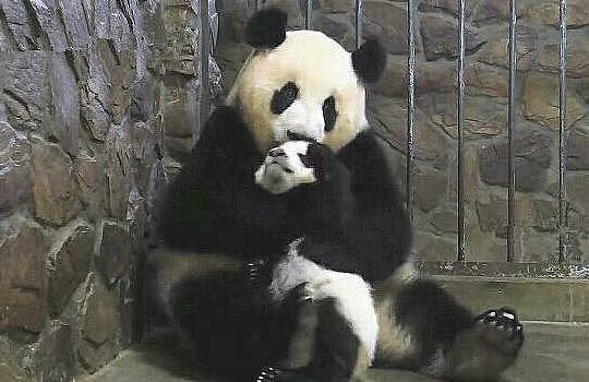 熊猫妈妈听见开门声后立刻抱紧幼崽 真相令人捧腹 - 2