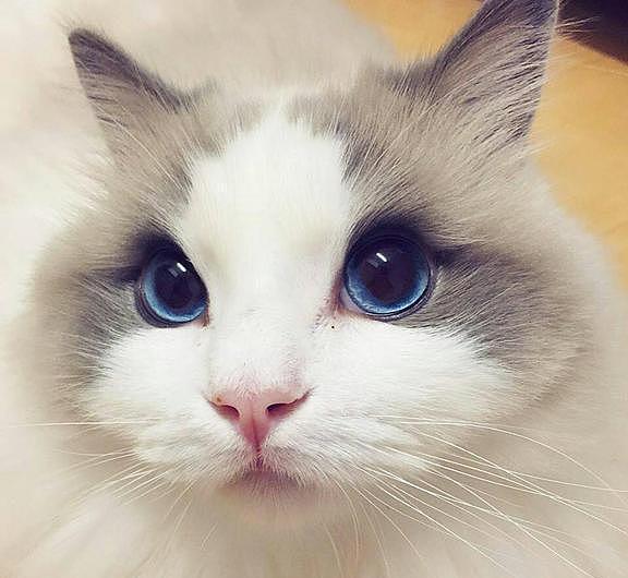日本一布偶猫因太漂亮而成为“网红猫”, 然而人家其实是一个男孩纸! - 2