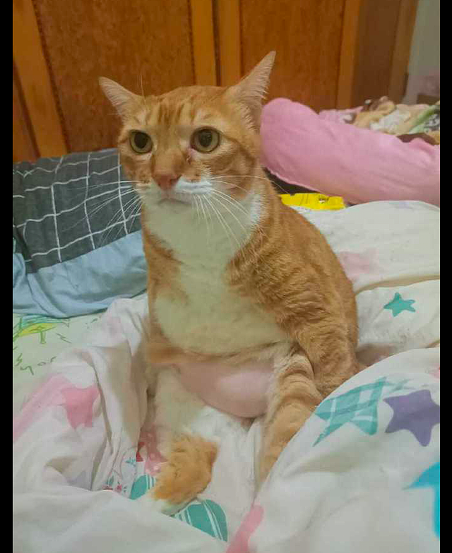 橘猫坐在床上的时候，粉色的肚子凸出来特别的大，也太显眼了吧！ - 2