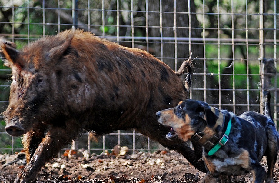 美国农夫手中的神秘猛犬，可猎杀黑熊，还可以放牧野猪 - 3