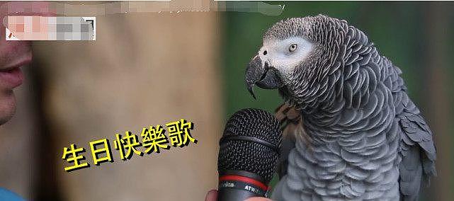 口技最强鹦鹉，让它学什么音效都难不倒它，这鹦鹉是不是成精了 - 11