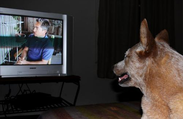 狗狗正看着电视，调皮主人故意关掉电视机，接下来忍住别笑！ - 2