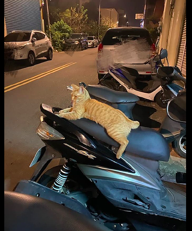 一只橘猫趴在摩托车座垫上，坐姿非常的豪放，猫：带我回家吧！ - 3