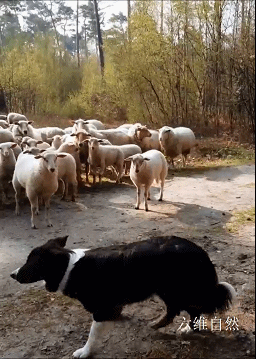 荷兰一只牧羊犬遭遇职业危机，被一只绵羊公开挑衅，还被羊群围观 - 8