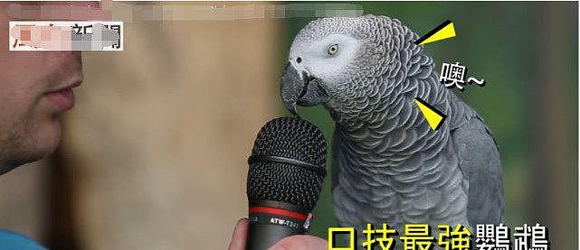 口技最强鹦鹉，让它学什么音效都难不倒它，这鹦鹉是不是成精了 - 4
