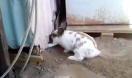 兔子挖出一条通道救猫，担心刨出来的土挡道儿，特意把土推平 - 3