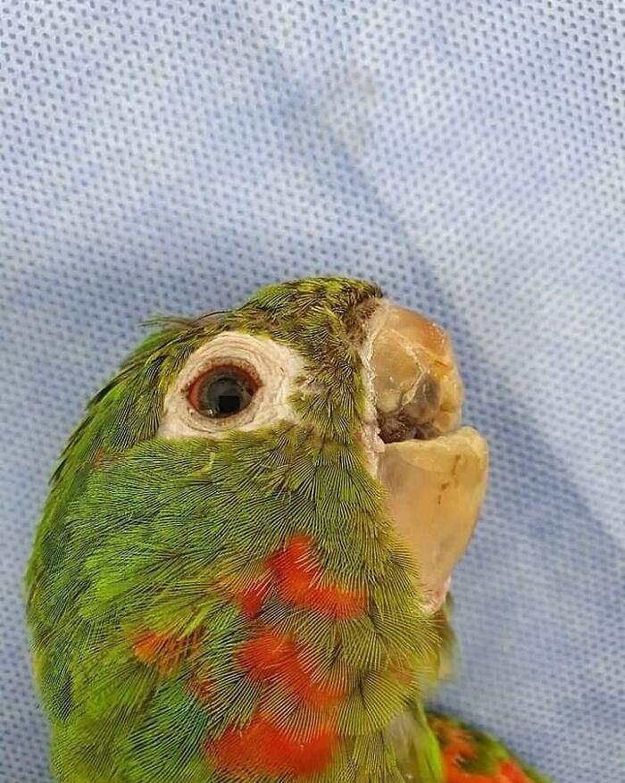 拯救鹦鹉！巴西一只鹦鹉的喙严重受损，装上人工喙后可以吃米糊 - 1
