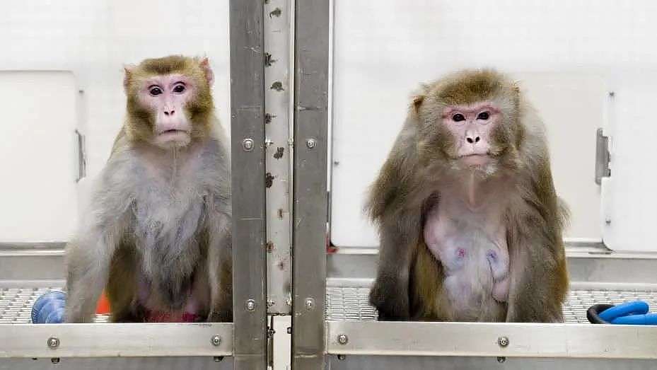马斯克公司回应残忍虐猴，动物实验什么时候是个头？ - 4