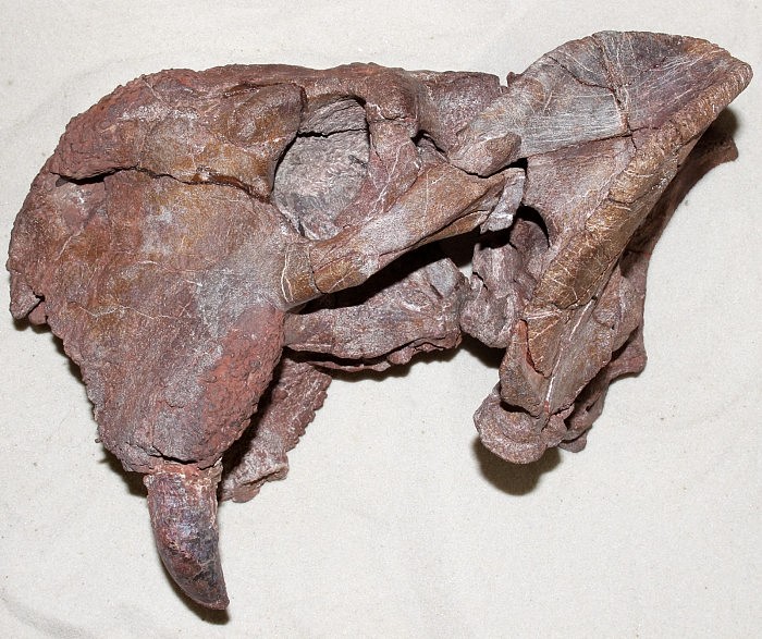 2Dicynodont-Fossil-Skull-2048x1719.jpg