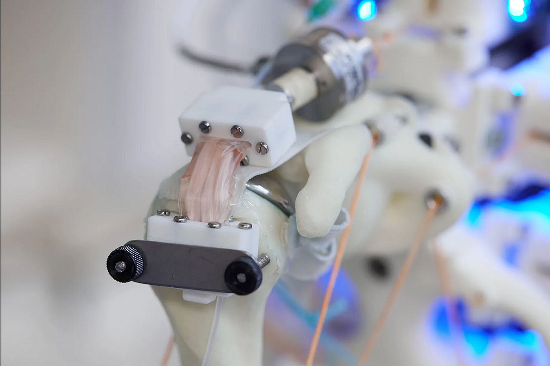 科学家在移动机器人骨架上实现细胞培养 - 1
