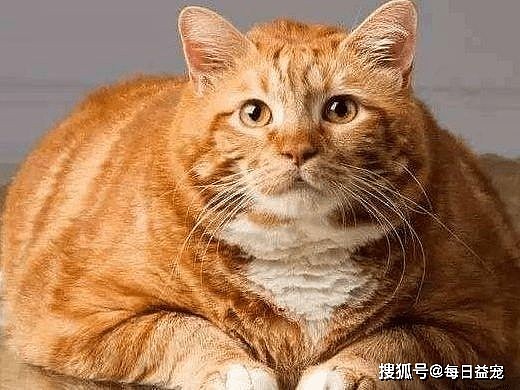 橘猪养成记：看一只橘猫把自己吃成“猪”，需要多长时间？ - 1