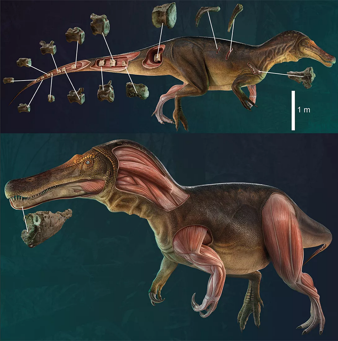 古生物学家发现一种新棘龙类恐龙：鳄鱼脸、生活在1.25亿年前 - 1
