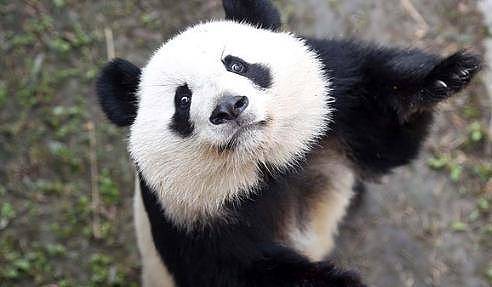 软萌熊猫，在上古时竟有如此霸气的名字，难怪食肉动物不敢欺负它 - 1