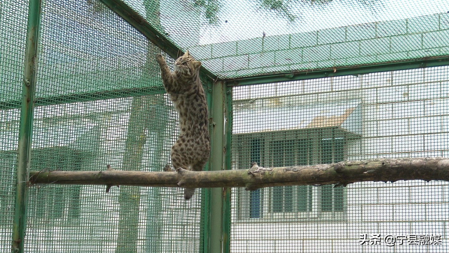 宁县救助一只国家二级保护动物豹猫 - 2