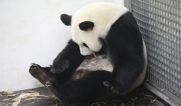 看看这只熊猫宝宝的出生满月情况，就知道比利时人有多喜欢熊猫！ - 1