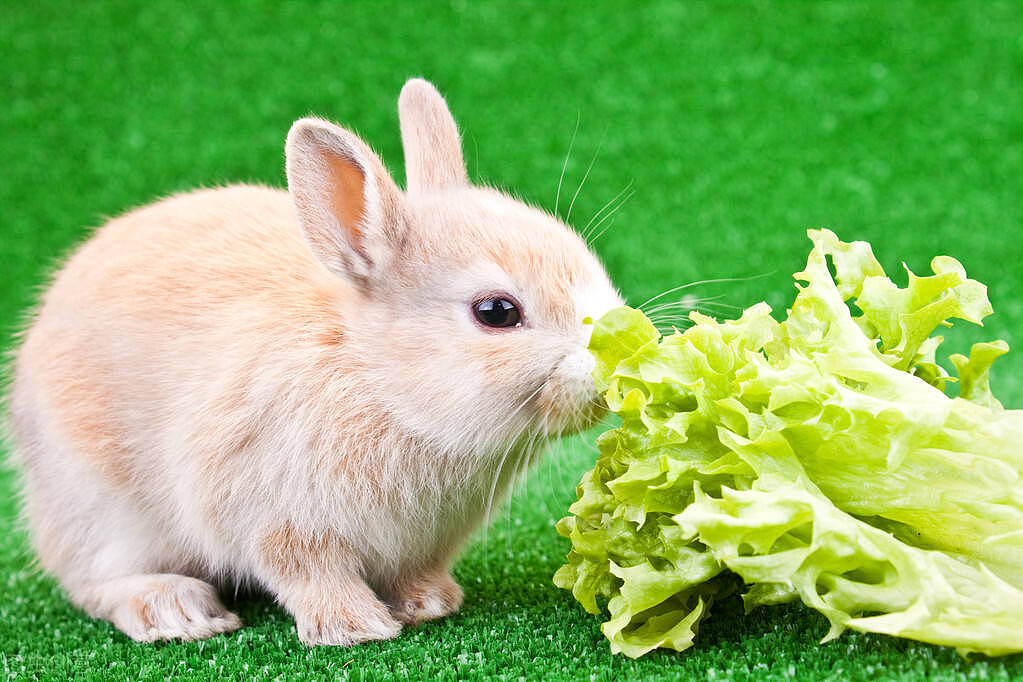 兔兔益生菌怎么吃 - 4