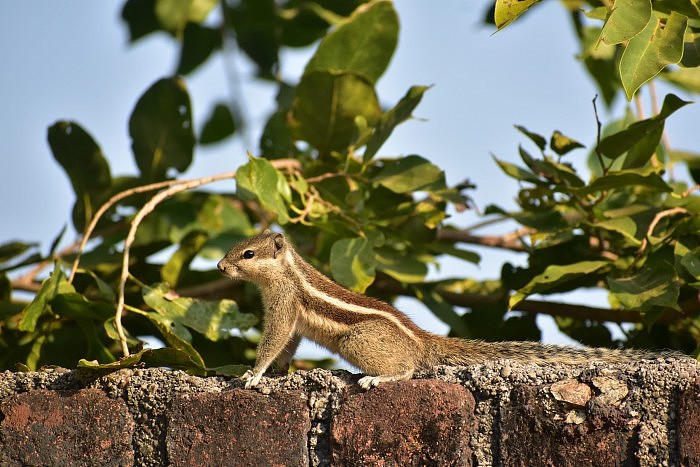 Indian-palm-squirrel-254561-pixahive.jpg