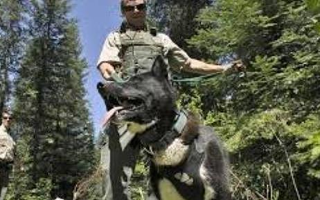 俄罗斯境内第一猛犬，并非高加索犬，它才是猛犬代表，可猎杀黑熊 - 4