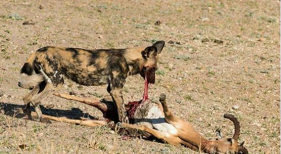 斑羚看到野狗本没在意，被追上才开始后悔，下场如此残忍不忍直视 - 4