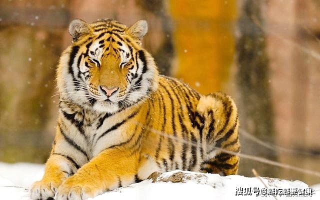 7种大型猫科动物颜值排名：狮子第7，猎豹第5，第2和第1常有争议 - 7