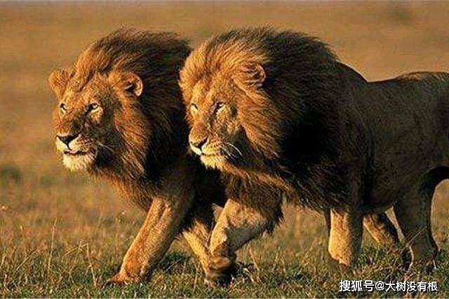 狮子如此强大，为何还要选择群居？狮王表示：独自生活太艰难 - 8