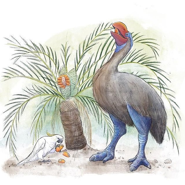 人类偷蛋造成远古澳洲巨鸟灭绝 - 7