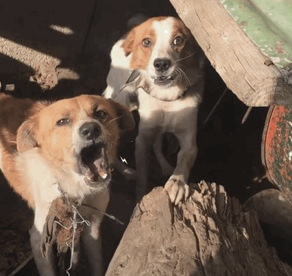 两只受虐的狗狗被不同家庭收养，两个月后…竟奇迹相遇！ - 2
