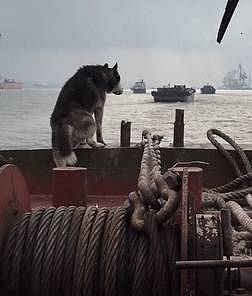 主人带二哈出航，狗子站在船头翘首望向远方，狗：请叫我航海汪… - 5