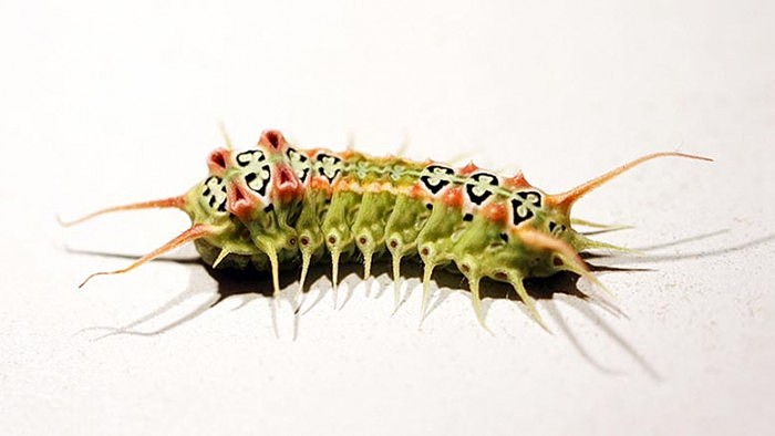 Venomous-Caterpillar-Doratifera-vulnerans.jpg