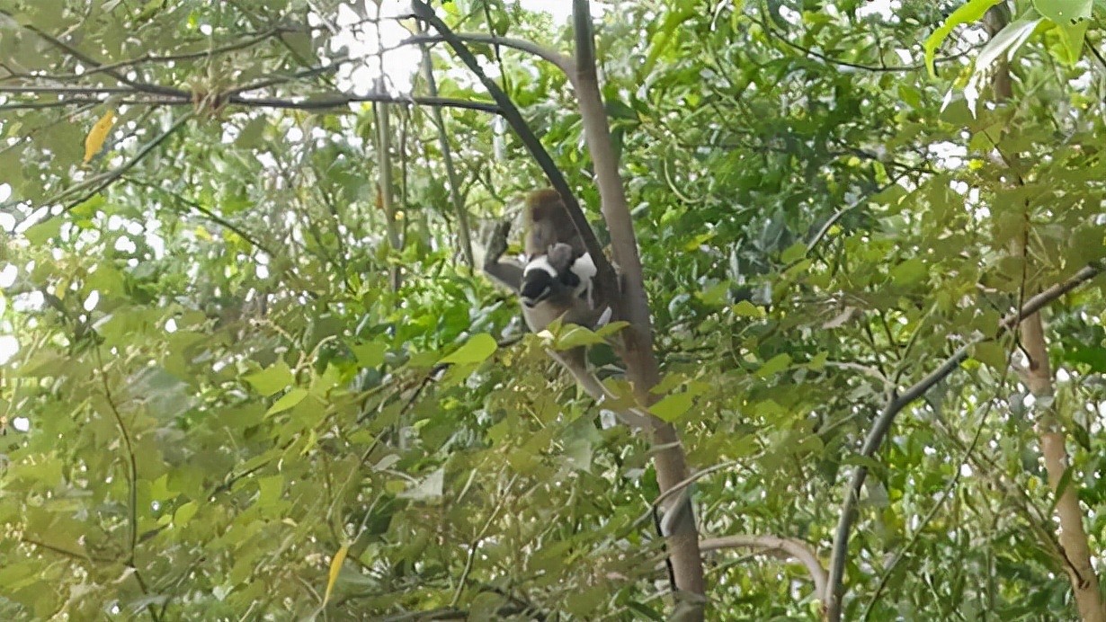 猴子绑架小狗，将其扣在树梢上三天，虽然动机不明但结局令人温暖 - 1