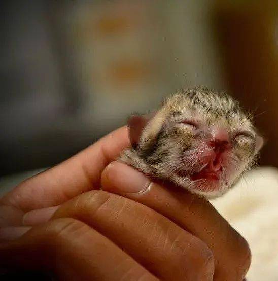 屋外捡到刚出生小猫，原来是罕见的小渔猫！网友：从未见到这样小的猫！！！ - 1