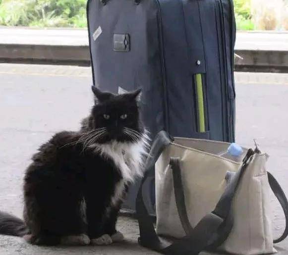 小猫在车站等妈妈，却被人类“欺骗”，在车站里白白干了11年的活 - 4