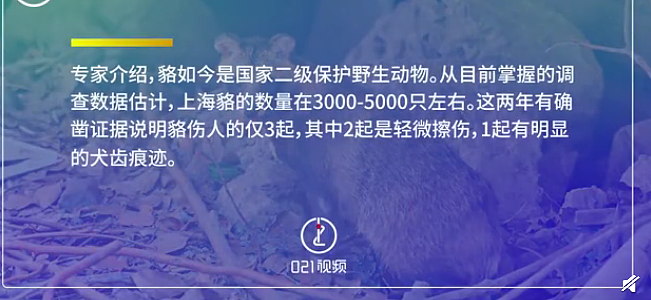 上海100多个小区出现貉 专家：貉性格胆小不恐慌、不投喂/接触 - 1