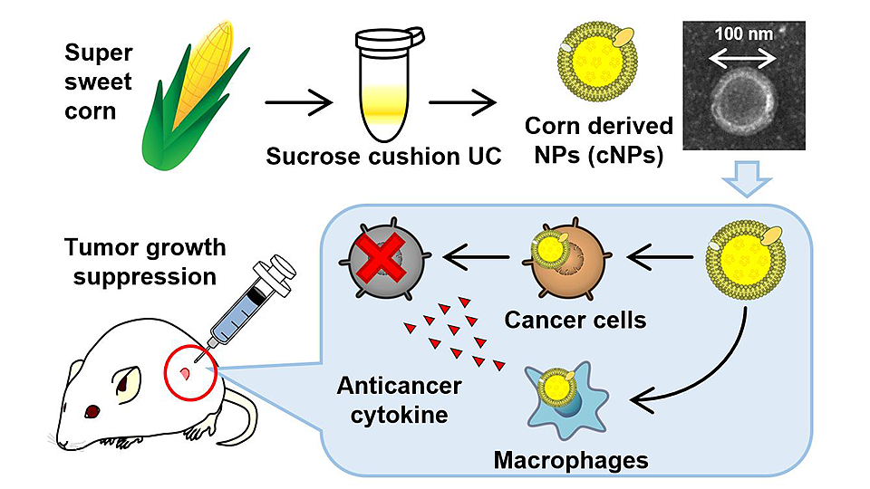 科学家用玉米汁制成一种可抑制小鼠肿瘤生长的纳米颗粒 - 1