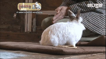 韩国最“佛系”兔子！拜佛两年斩断前尘，戒掉了胡萝卜世俗的欲望 - 8