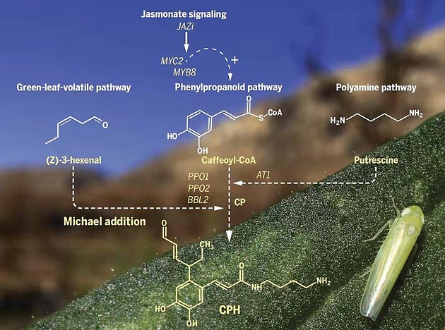 小叶蝉的攻击诱导了关键抗性化合物的合成与调控路径