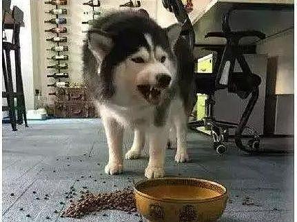 给狗子喂食看到碗里有虫，主人拿过碗想弄走虫，没想到狗露出尖牙 - 3
