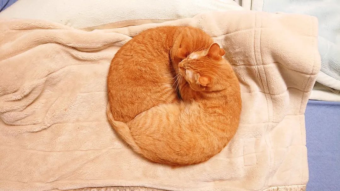 这对橘猫双胞胎必须要抱在一起才能睡着，也许这就叫做如胶似漆吧 - 5
